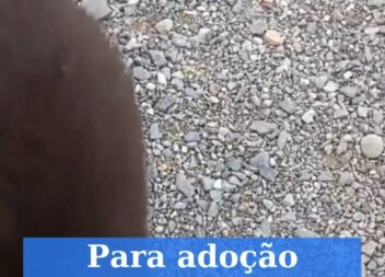 Cadela para adoção