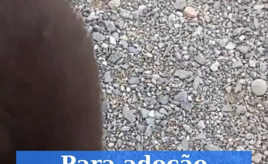 Cadela para adoção