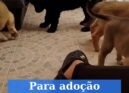 Cães para adoção