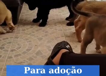 Cães para adoção