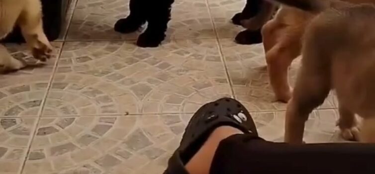 Cães para adoção