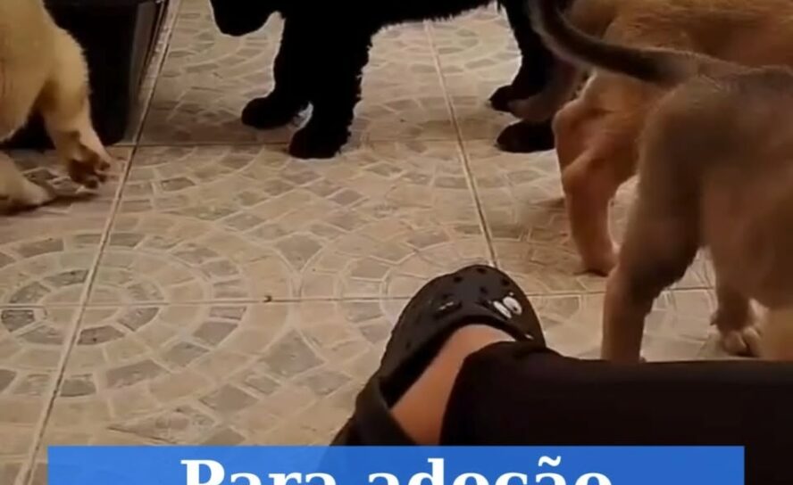 Cães para adoção