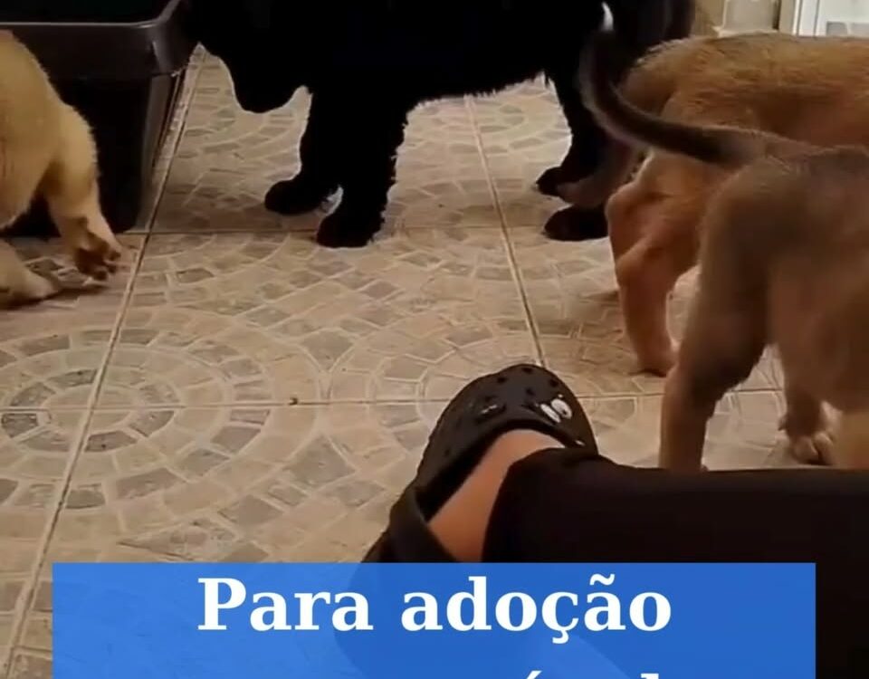 Cães para adoção
