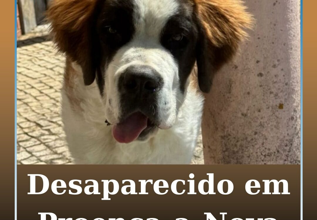 Desaparecido em Proença-a-Nova