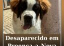 Desaparecido em Proença-a-Nova