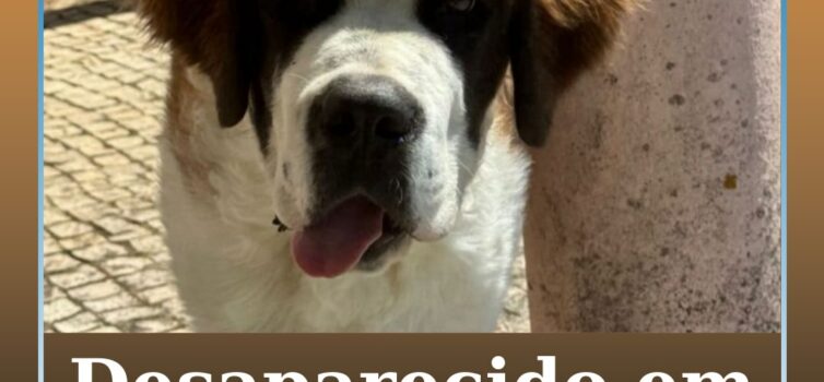 Desaparecido em Proença-a-Nova