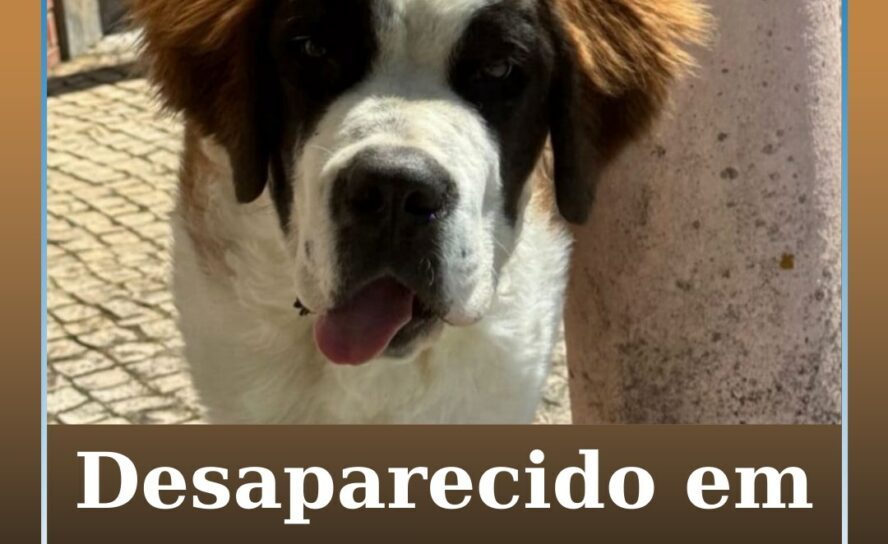 Desaparecido em Proença-a-Nova