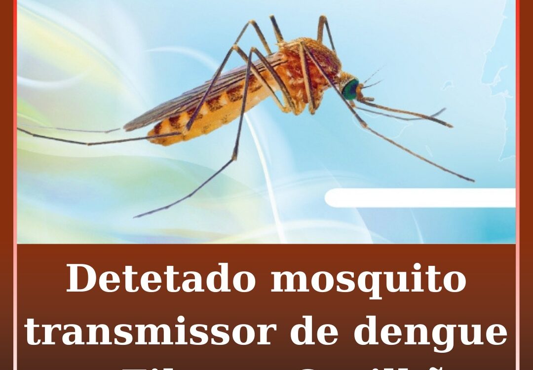 Detetado mosquito transmissor de dengue na Covilhã
