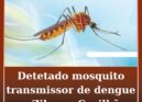 Detetado mosquito transmissor de dengue na Covilhã