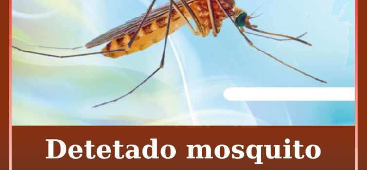 Detetado mosquito transmissor de dengue na Covilhã