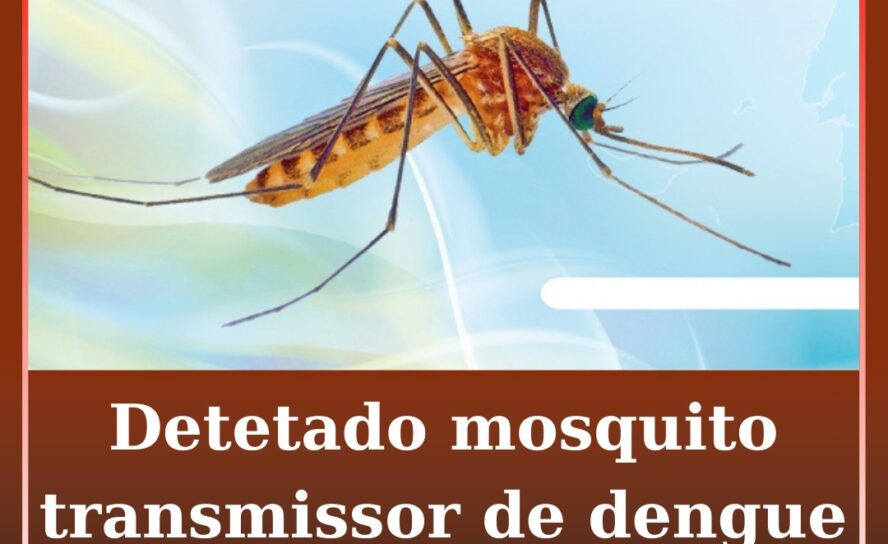 Detetado mosquito transmissor de dengue na Covilhã