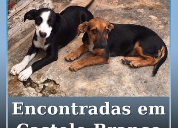 Encontradas em Castelo Branco