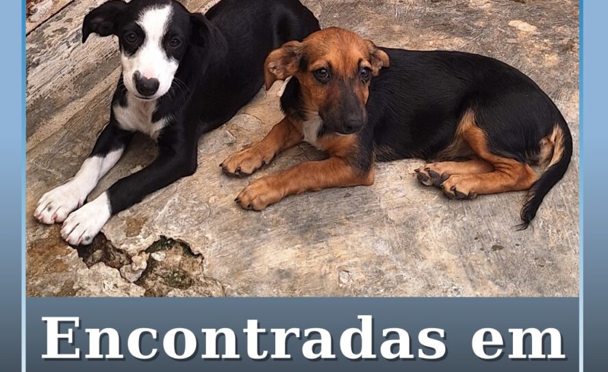 Encontradas em Castelo Branco