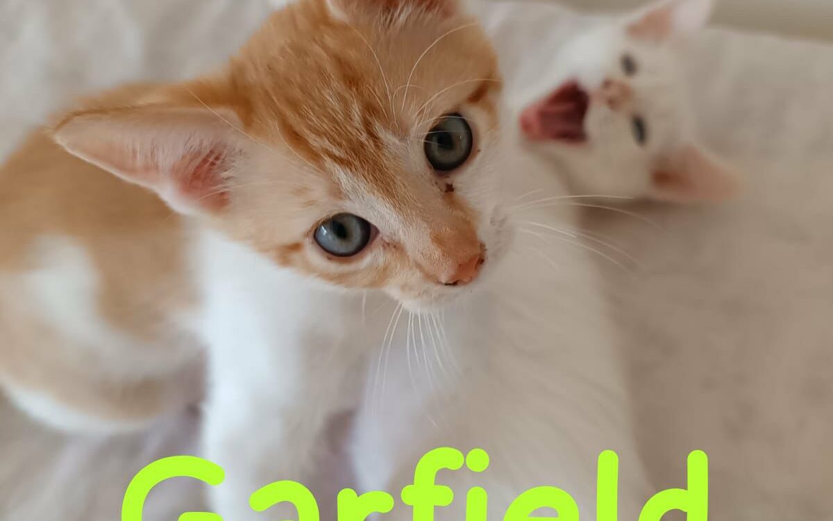 Gatinhos para adoção na ARCA