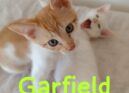 Gatinhos para adoção na ARCA