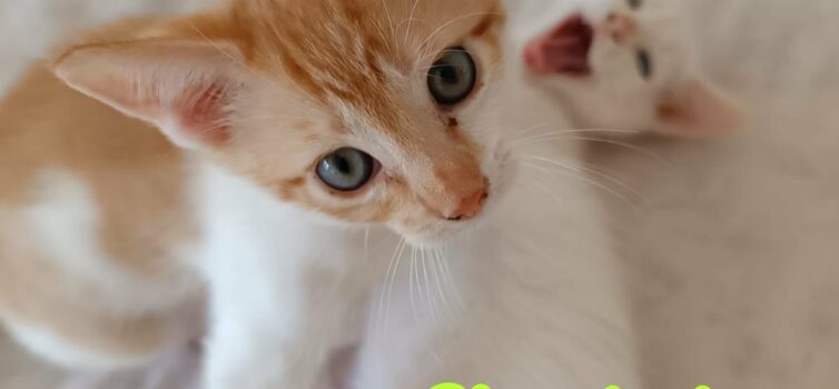 Gatinhos para adoção na ARCA