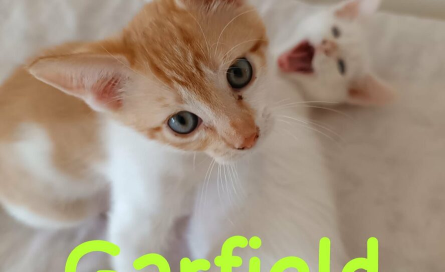 Gatinhos para adoção na ARCA