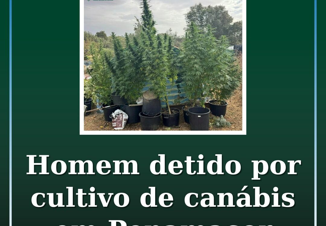 Homem detido por cultivo de canábis em Penamacor