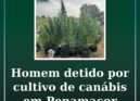 Homem detido por cultivo de canábis em Penamacor