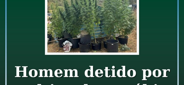 Homem detido por cultivo de canábis em Penamacor