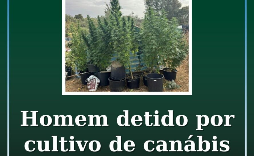 Homem detido por cultivo de canábis em Penamacor