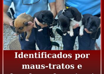 Identificados por abandono e maus-tratos a animais de companhia