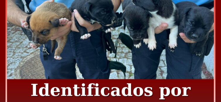 Identificados por abandono e maus-tratos a animais de companhia