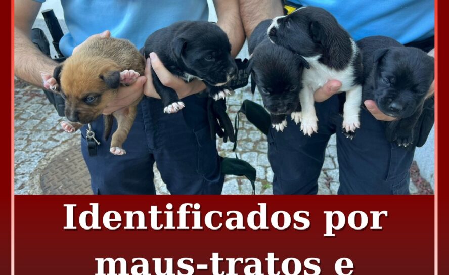 Identificados por abandono e maus-tratos a animais de companhia
