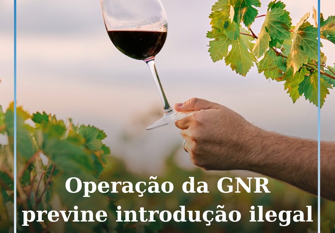 Operação “Dionísio” previne a introdução ilegal de vinho no mercado português