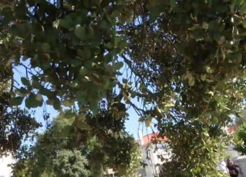 EM DIRETO: BEIRA BAIXA TV