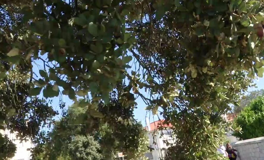 EM DIRETO: BEIRA BAIXA TV
