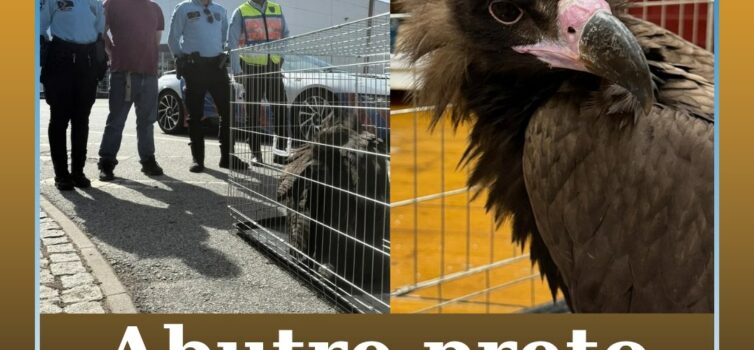 Guarda