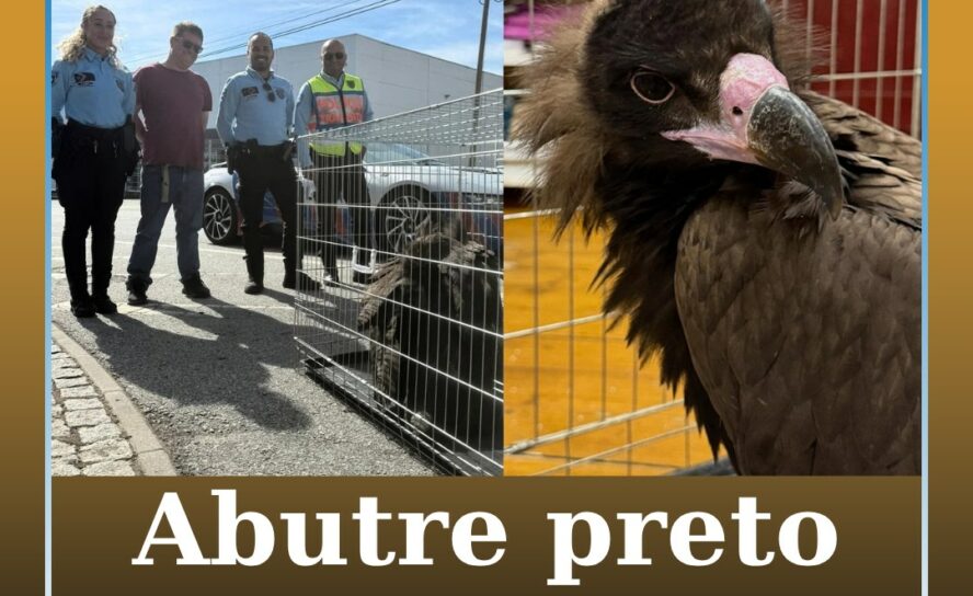 Guarda