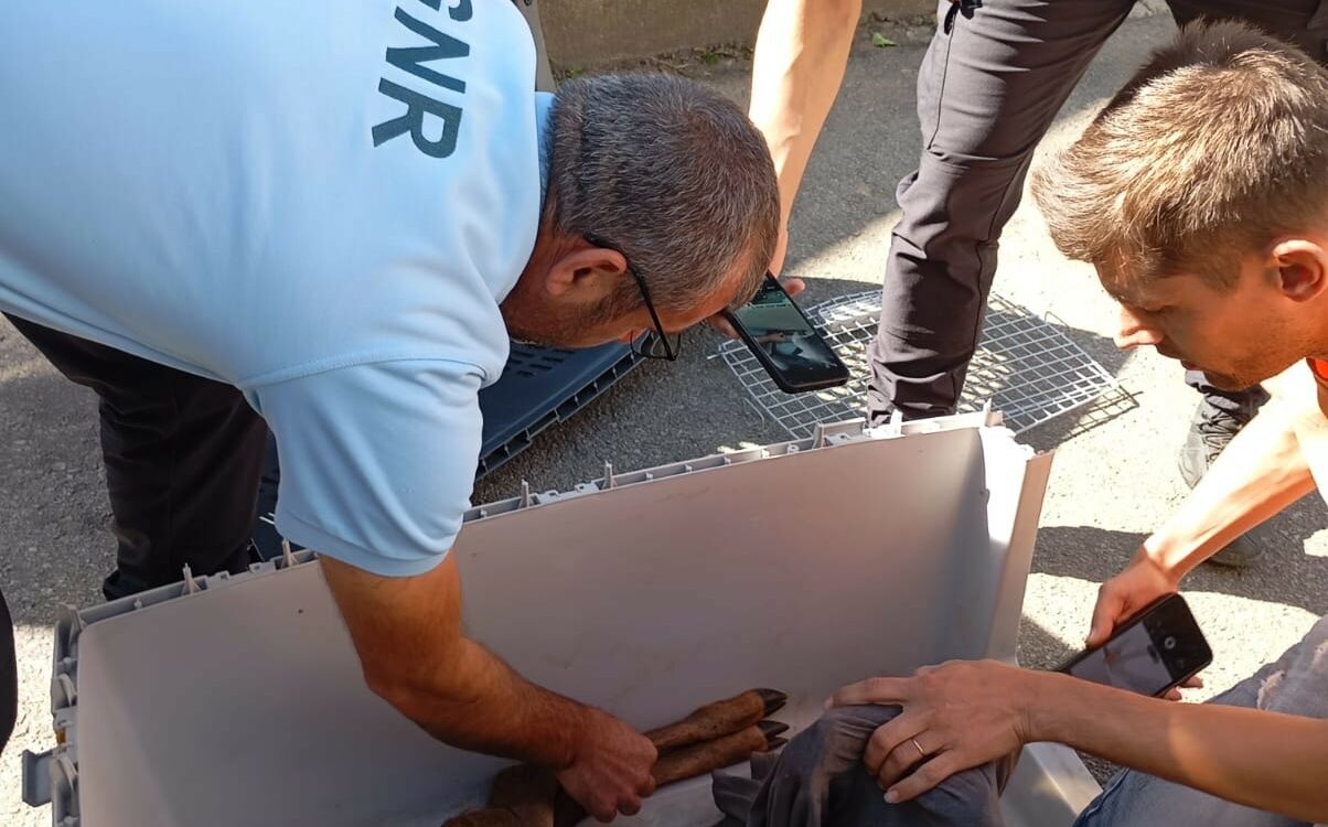 Associação do Paúl resgata corça presa numa vedação
