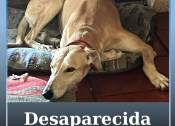 Cadela desapareceu na Covilhã, Paúl