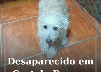 Cão desaparecido em Castelo Branco