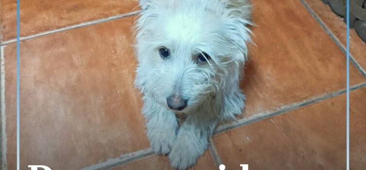 Cão desaparecido em Castelo Branco