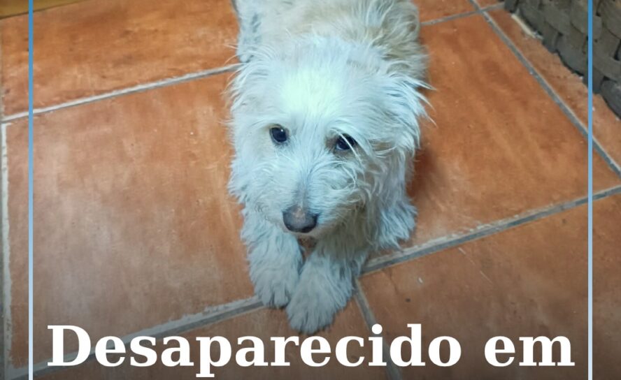 Cão desaparecido em Castelo Branco
