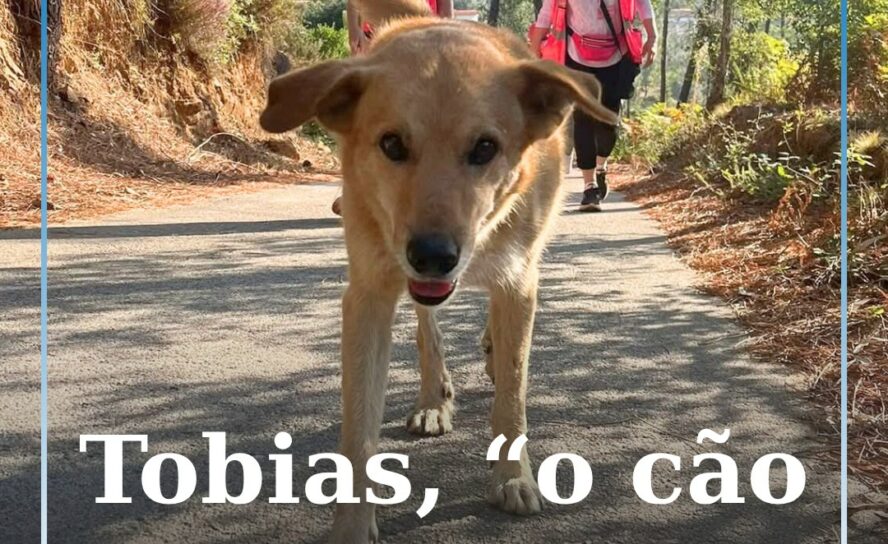 Cernache do Bonjardim