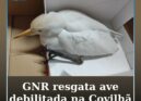 GNR recolhe carraceira-ocidental debilitada na Covilhã