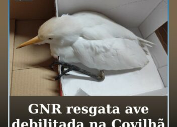 GNR recolhe carraceira-ocidental debilitada na Covilhã