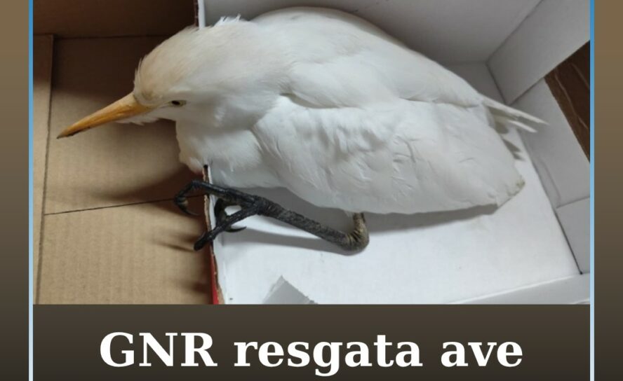 GNR recolhe carraceira-ocidental debilitada na Covilhã