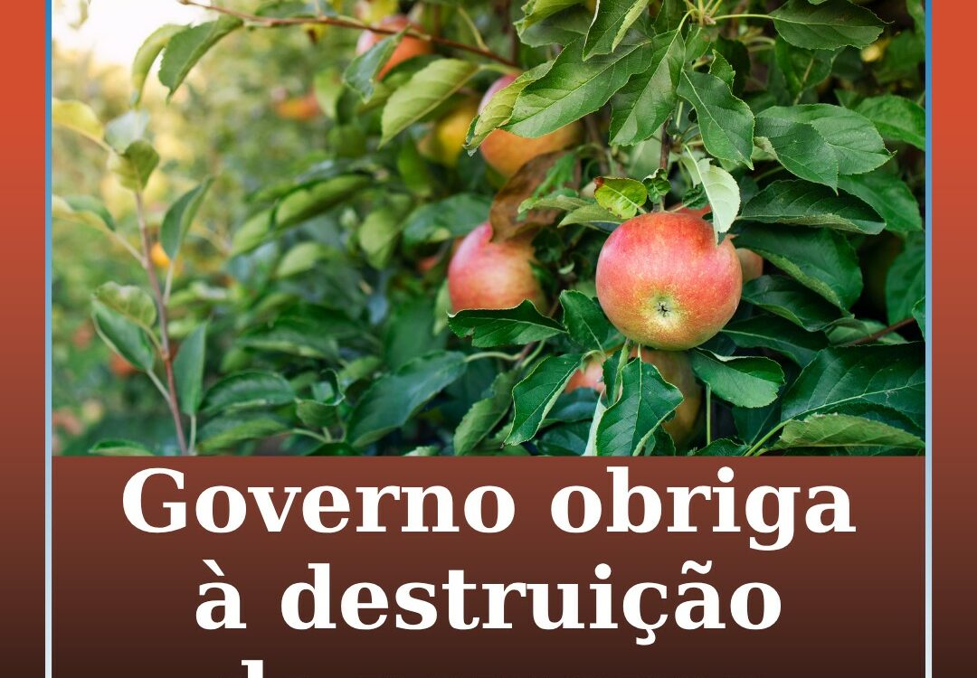 Governo obriga à destruição de pomares com mais de 50% das plantas com fogo bact