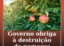 Governo obriga à destruição de pomares com mais de 50% das plantas com fogo bact