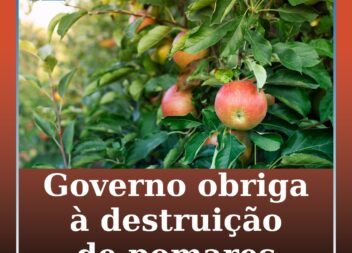 Governo obriga à destruição de pomares com mais de 50% das plantas com fogo bact