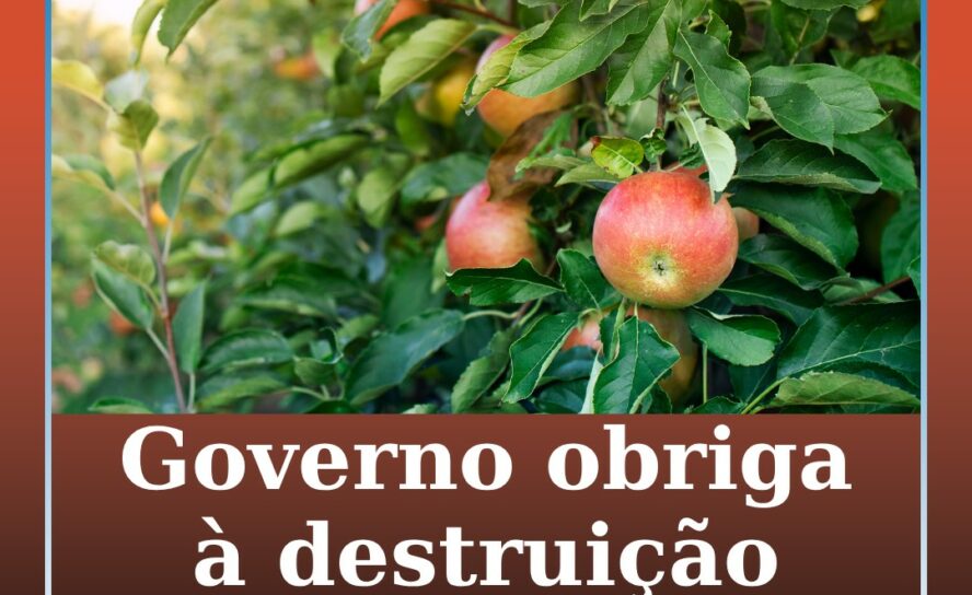 Governo obriga à destruição de pomares com mais de 50% das plantas com fogo bact