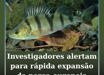 Investigadores alertam para rápida expansão da perca-europeia na bacia do Tejo