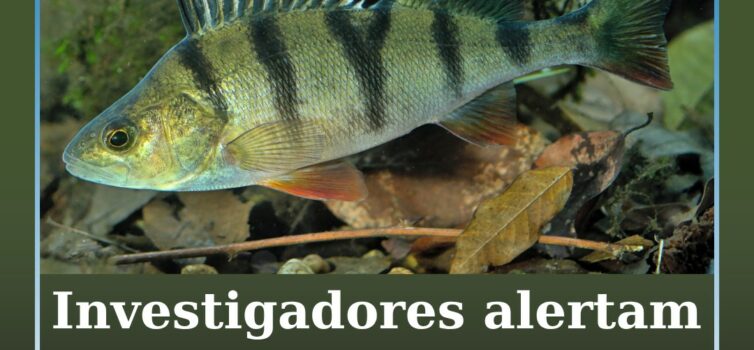 Investigadores alertam para rápida expansão da perca-europeia na bacia do Tejo