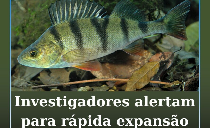 Investigadores alertam para rápida expansão da perca-europeia na bacia do Tejo