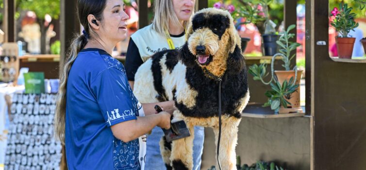 “Patas & Patudos” anima o Parque da Cidade em Castelo Branco